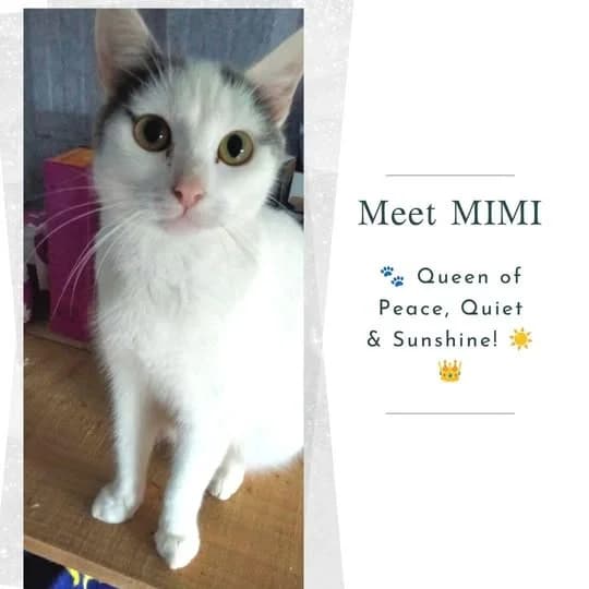 Mimi, male young Mixed Breed for adoption at Laois SPCA, Portlaoise, Co. Laois
