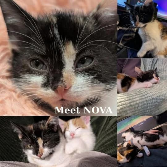 Nova, male puppy Mixed Breed for adoption at Laois SPCA, Portlaoise, Co. Laois
