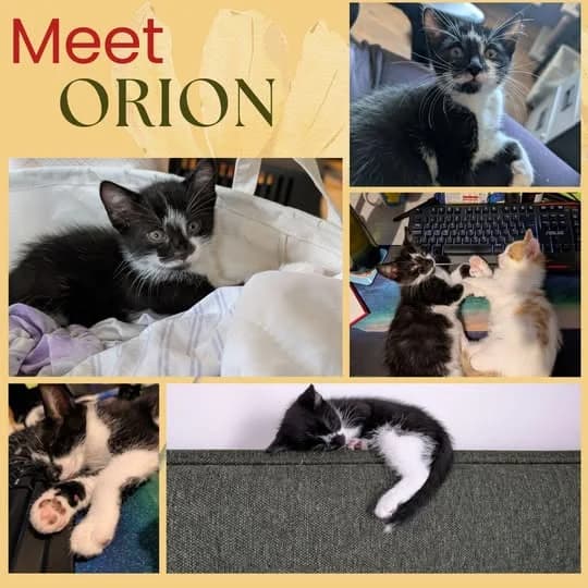 Orion, male puppy Mixed Breed for adoption at Laois SPCA, Portlaoise, Co. Laois