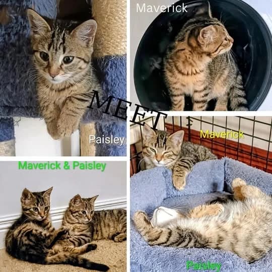 PaisleyandMaverick, male puppy Mixed Breed for adoption at Laois SPCA, Portlaoise, Co. Laois