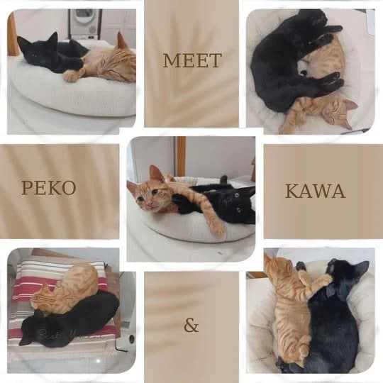 PekoandKawa, male puppy Mixed Breed for adoption at Laois SPCA, Portlaoise, Co. Laois