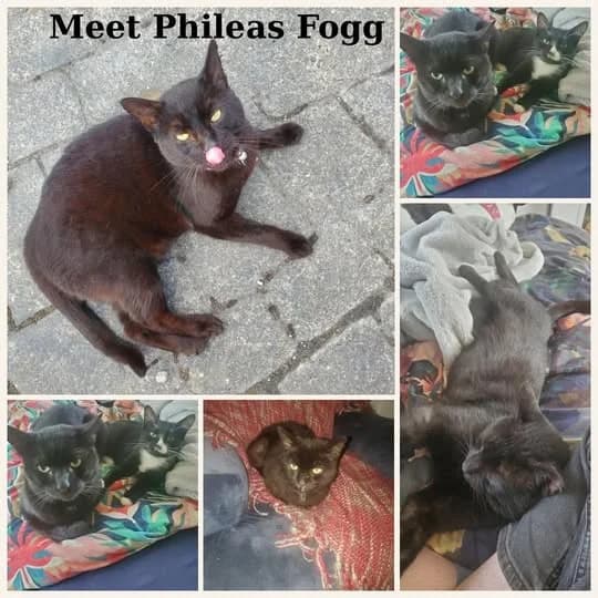 PhileasFogg, male young Mixed Breed for adoption at Laois SPCA, Portlaoise, Co. Laois