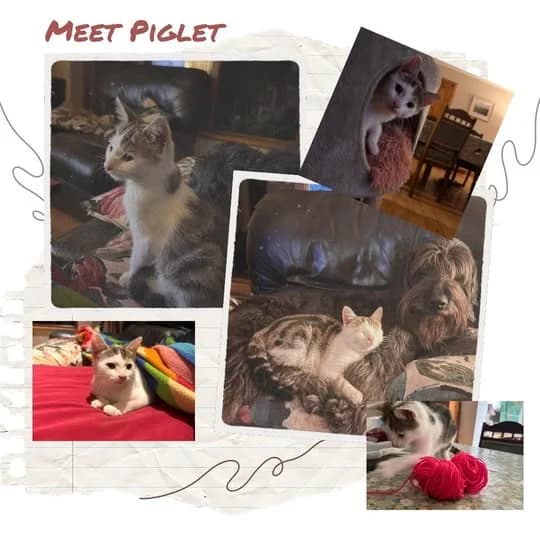 Piglet, male Mixed Breed for adoption at Laois SPCA, Portlaoise, Co. Laois