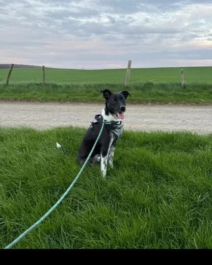 Ronnie, male Mixed Breed for adoption at Laois SPCA, Portlaoise, Co. Laois