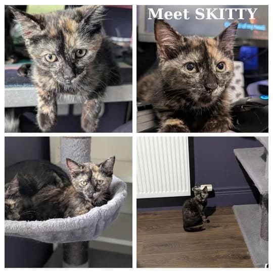 Skitty, female puppy Mixed Breed for adoption at Laois SPCA, Portlaoise, Co. Laois