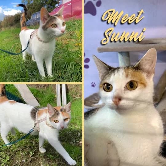Sunni, female young Mixed Breed for adoption at Laois SPCA, Portlaoise, Co. Laois
