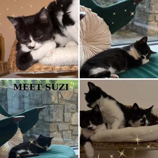 Suzi, female Mixed Breed for adoption at Laois SPCA, Portlaoise, Co. Laois