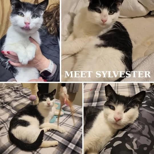 Sylvester, male Mixed Breed for adoption at Laois SPCA, Portlaoise, Co. Laois