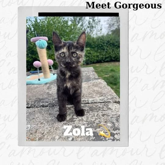 Zola, female puppy Mixed Breed for adoption at Laois SPCA, Portlaoise, Co. Laois