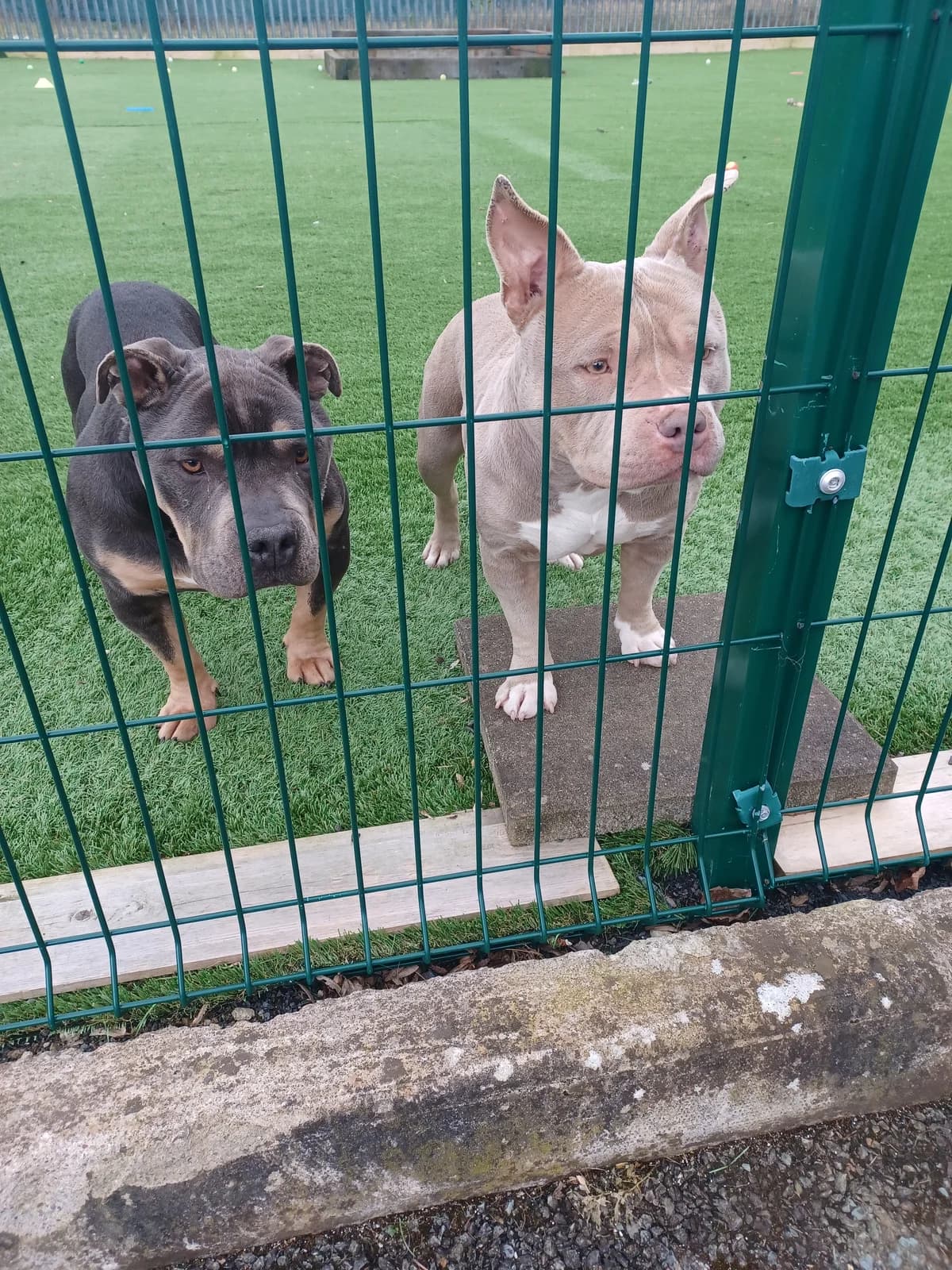 Molly and Chopper, mixed breed for adoption at Louth County Council Dog Pound