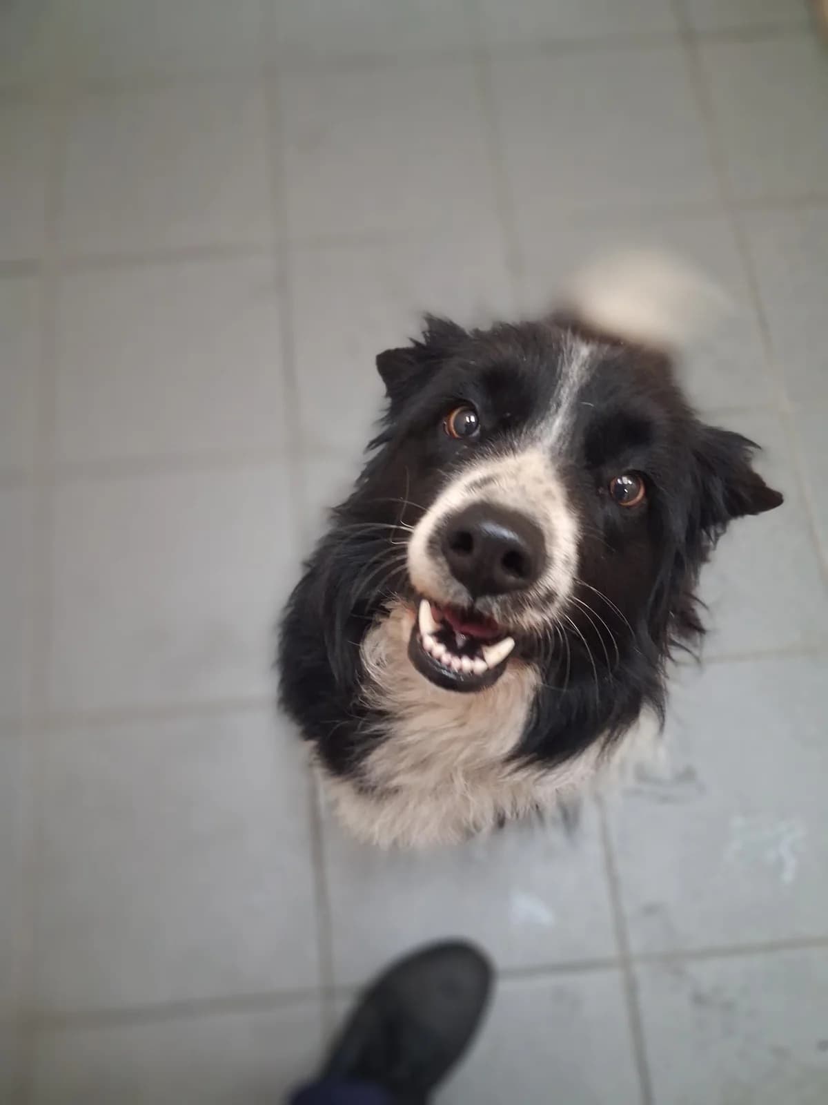 Collie, female Collie for adoption at Louth County Council Dog Pound