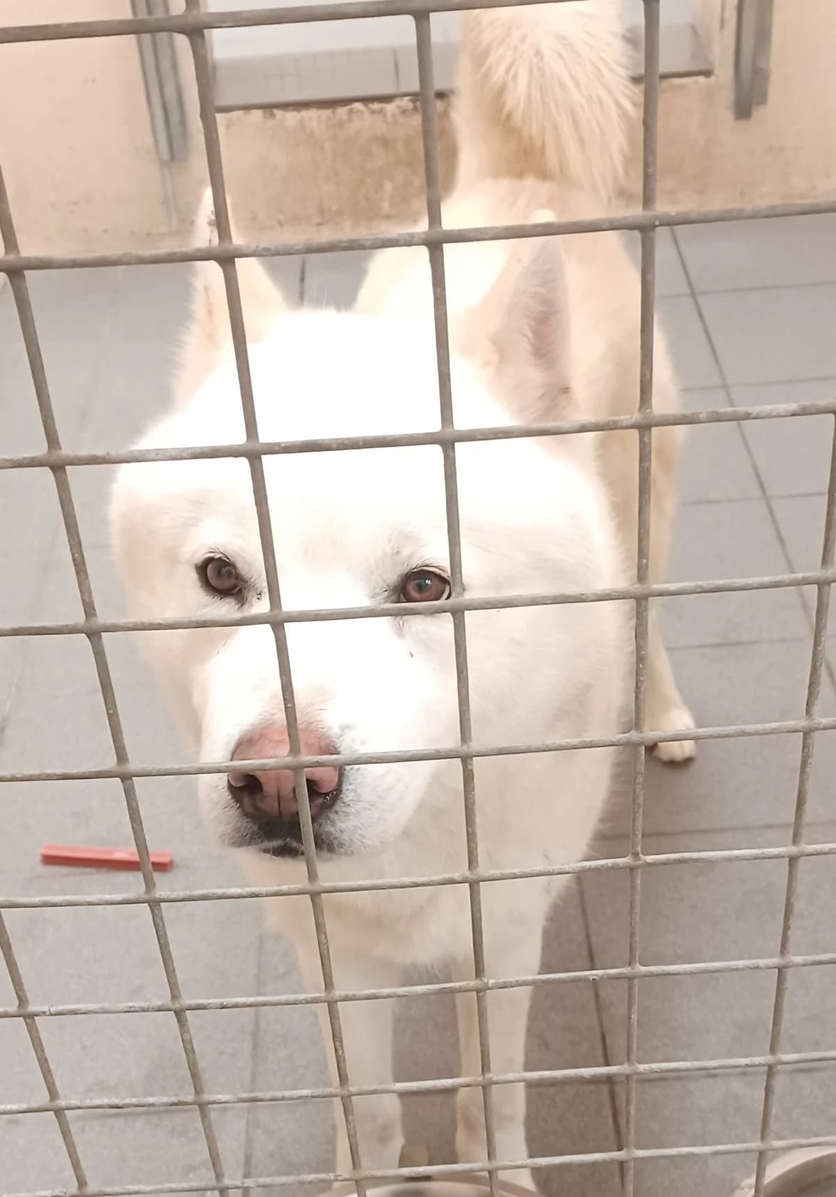 Akita, male Akita for adoption at Louth County Council Dog Pound