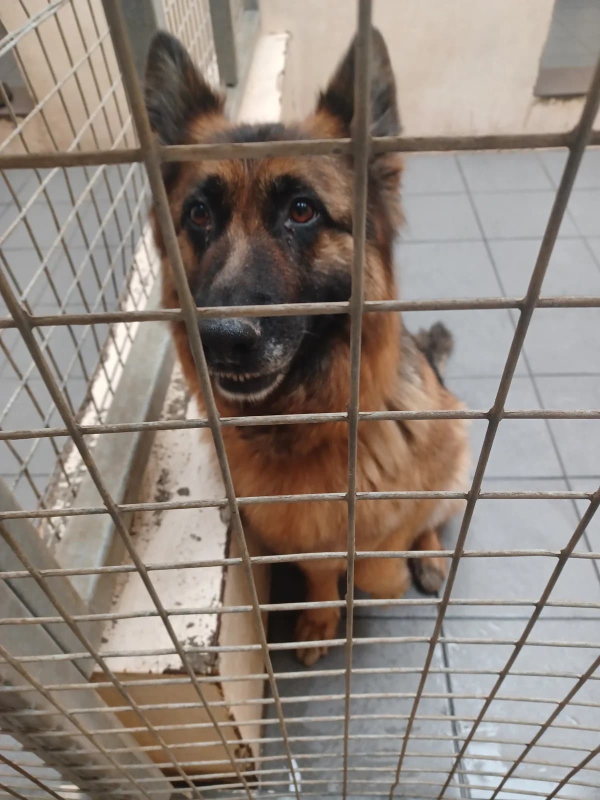 GSD, female puppy mixed breed for adoption at Louth County Council Dog Pound, Co. Louth