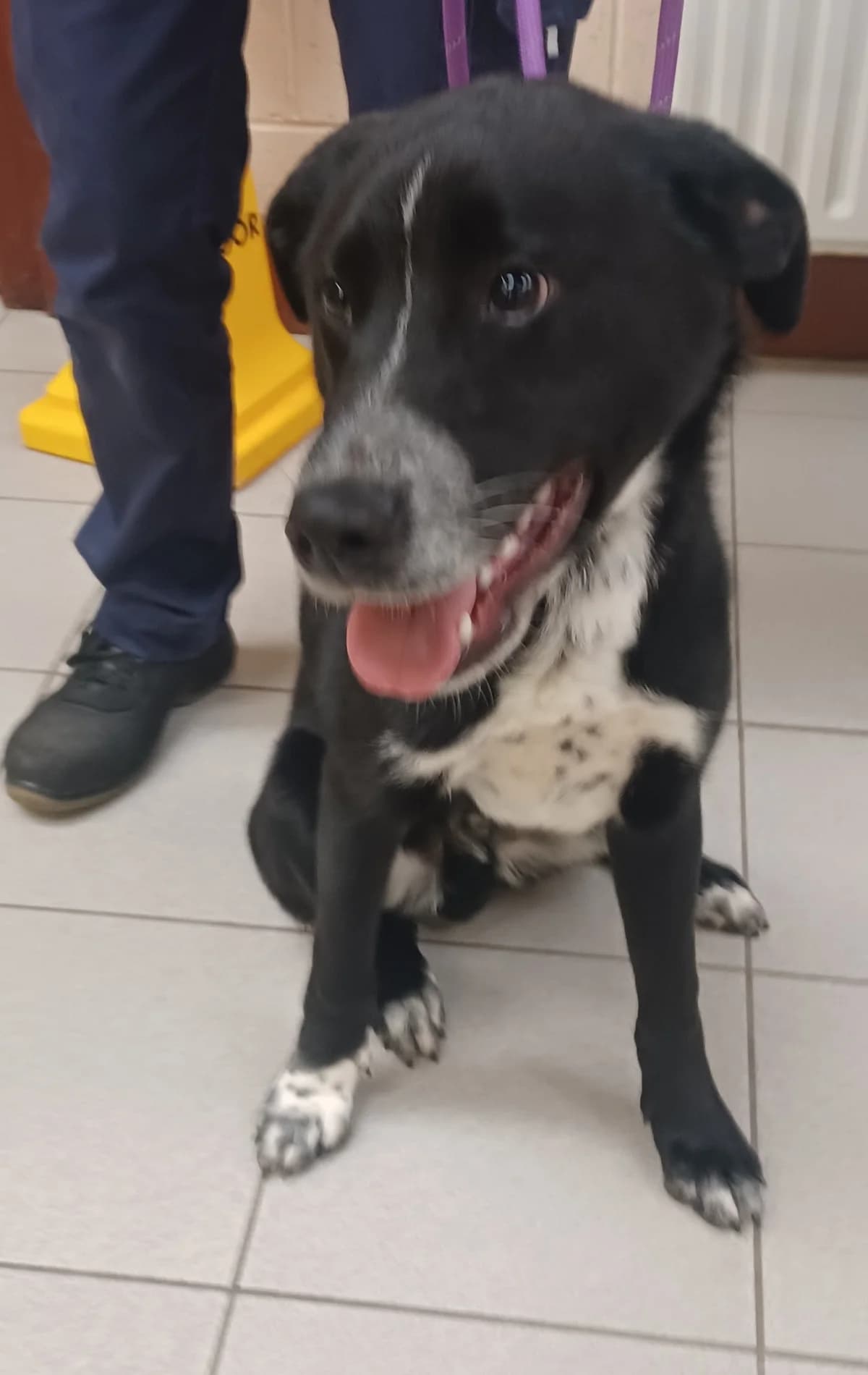 Collie X., male puppy Collie for adoption at Louth County Council Dog Pound, Co. Louth