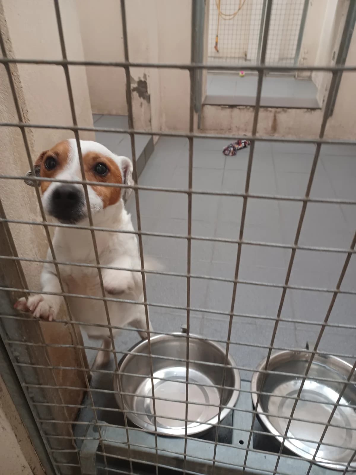 JRT, male puppy mixed breed for adoption at Louth County Council Dog Pound, Co. Louth