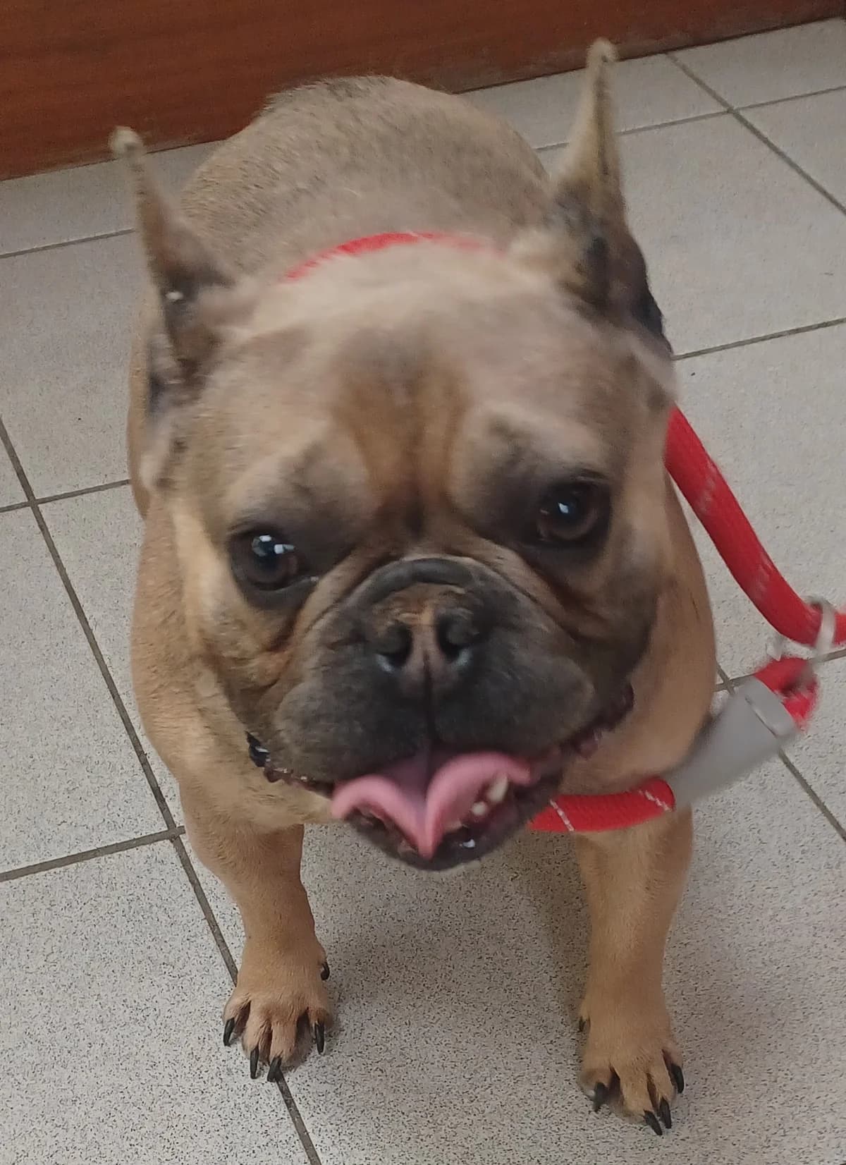 French Bulldog., male puppy English Bulldog for adoption at Louth County Council Dog Pound, Co. Louth