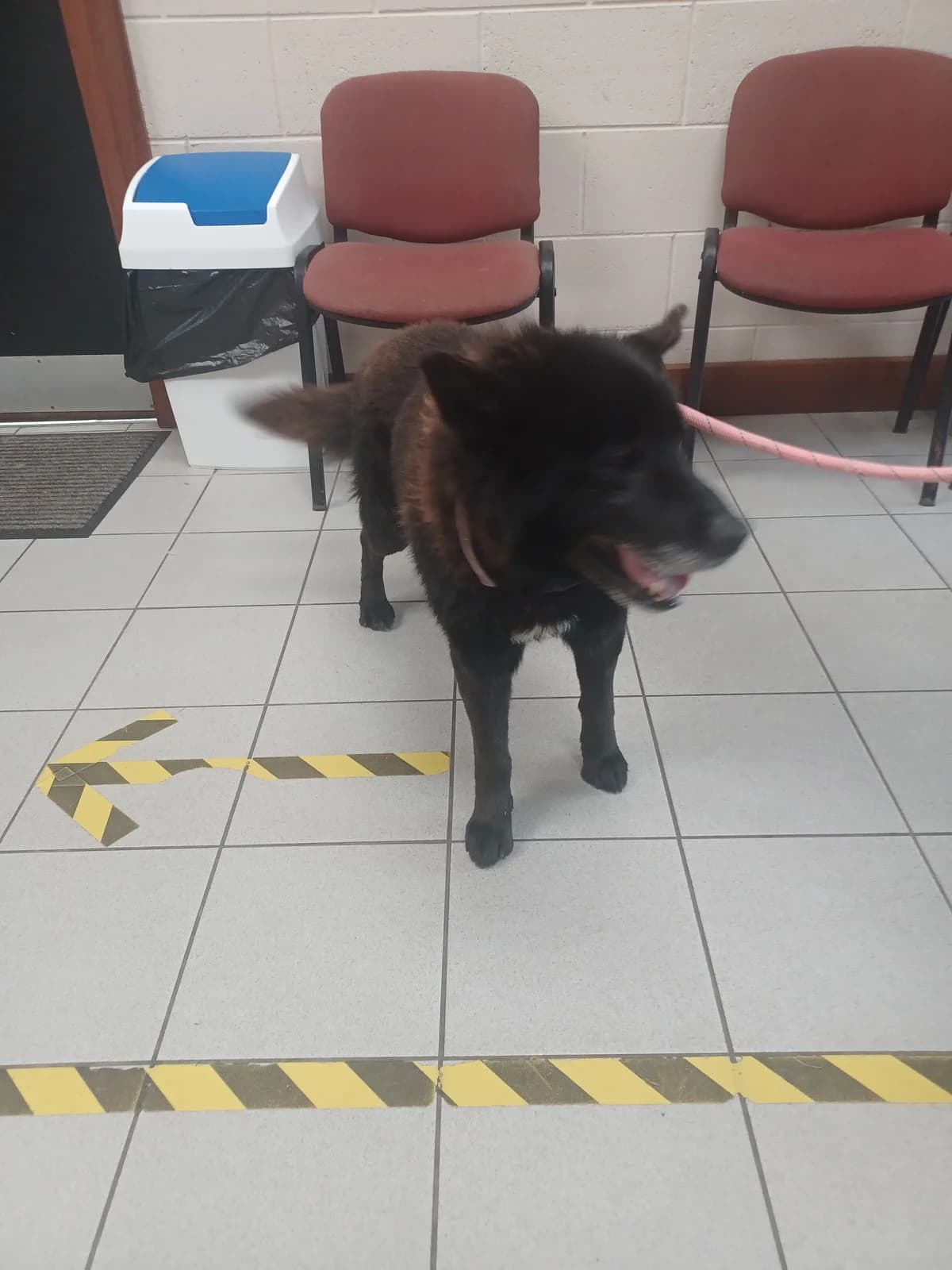 Senior Husky x Collie, puppy Husky for adoption at Louth County Council Dog Pound, Co. Louth