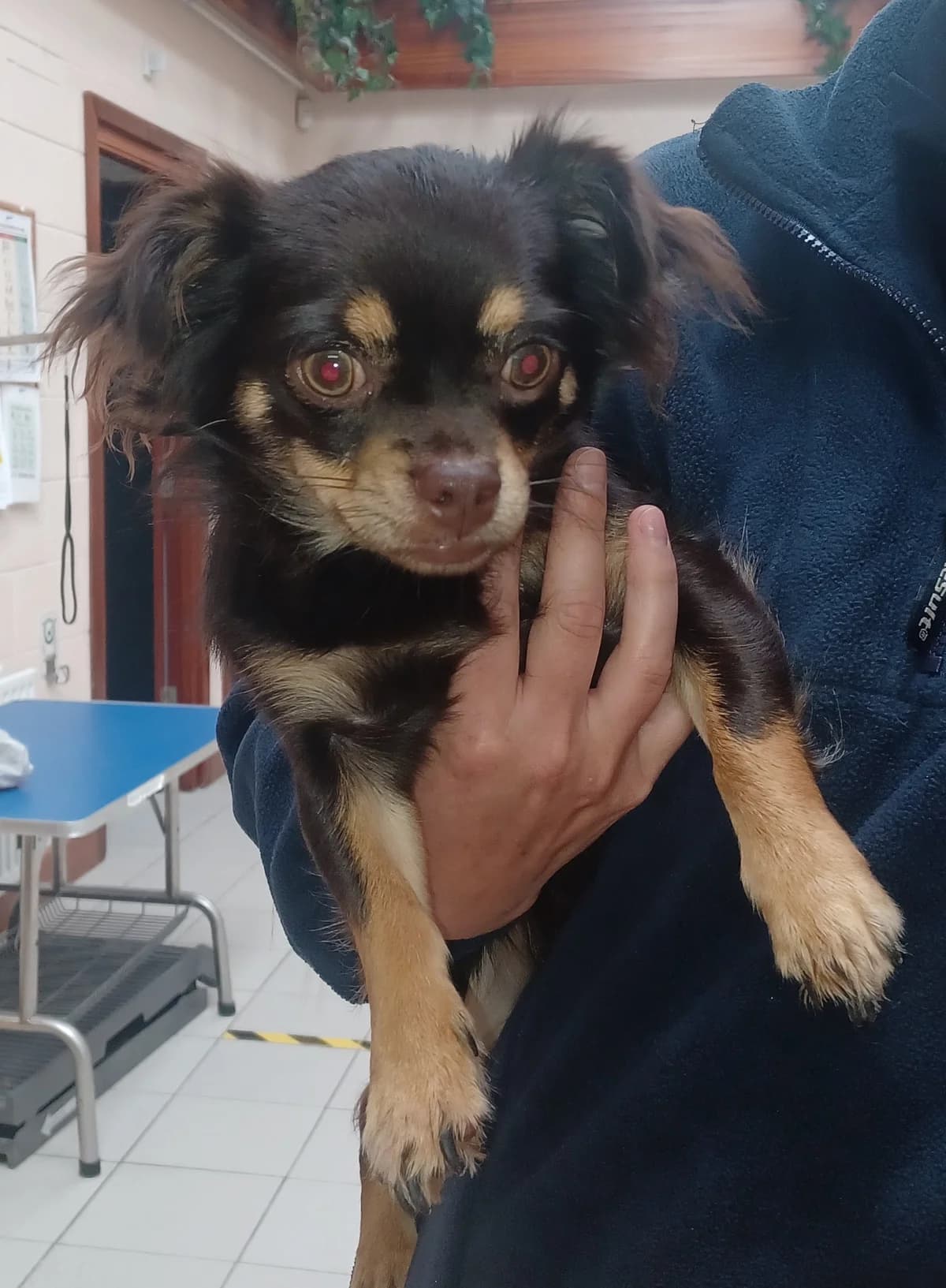 Chihuahua, puppy Chihuahua for adoption at Louth County Council Dog Pound, Co. Louth