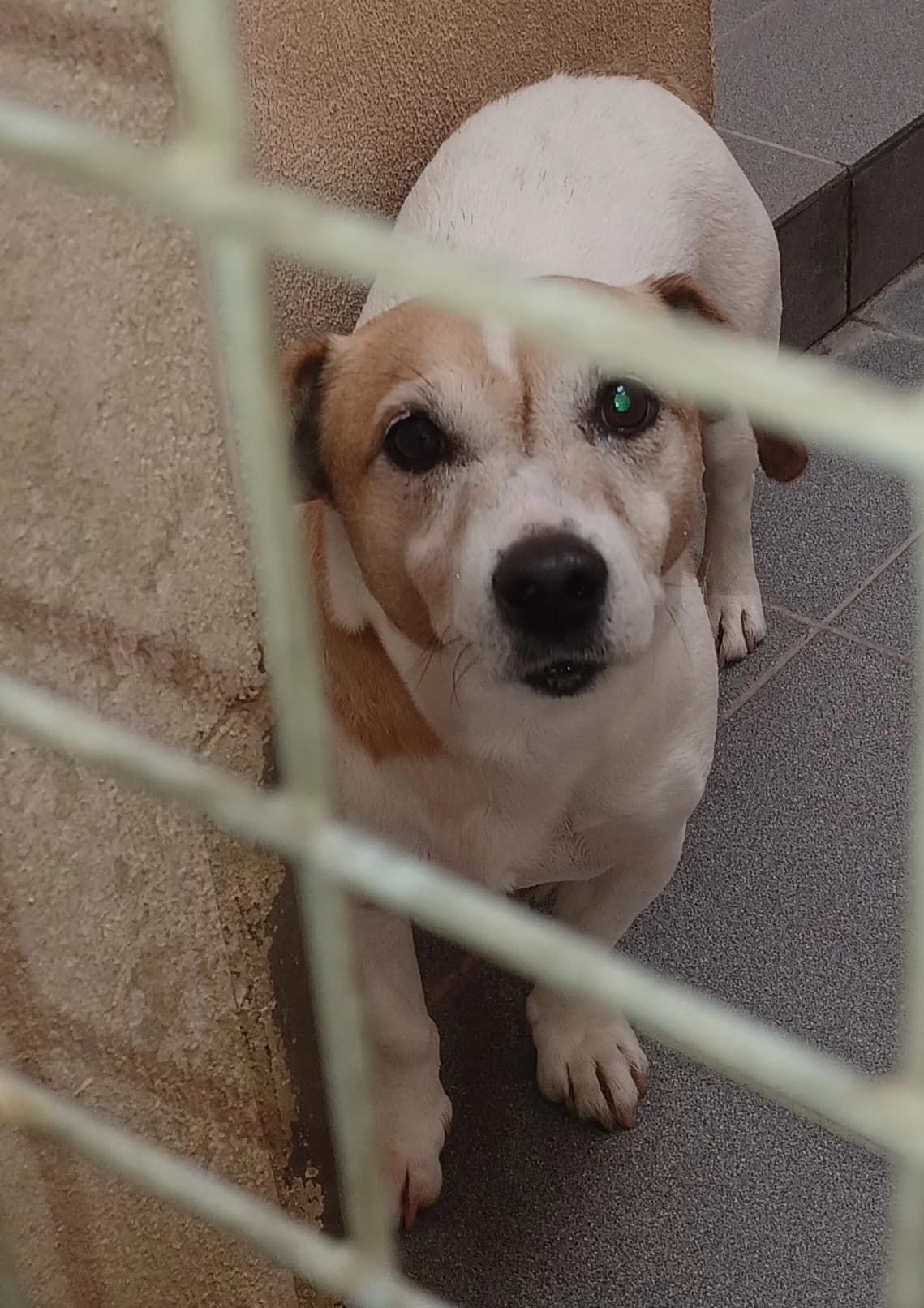 JRT, male puppy mixed breed for adoption at Louth County Council Dog Pound, Co. Louth