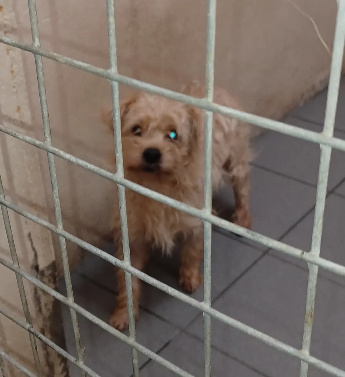 Yorkie X, male puppy Yorkshire Terrier for adoption at Louth County Council Dog Pound, Co. Louth
