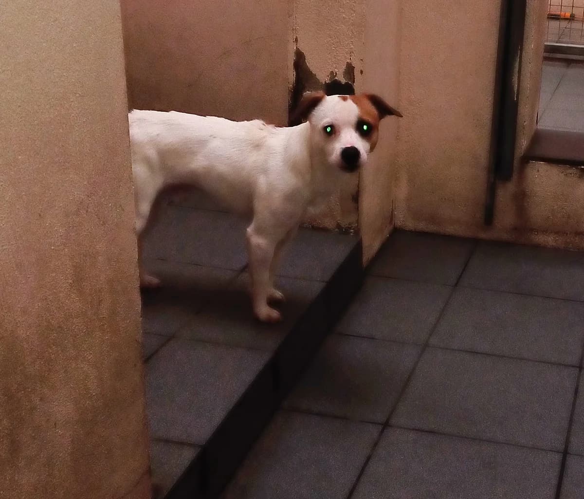 JRT, male puppy mixed breed for adoption at Louth County Council Dog Pound, Co. Louth