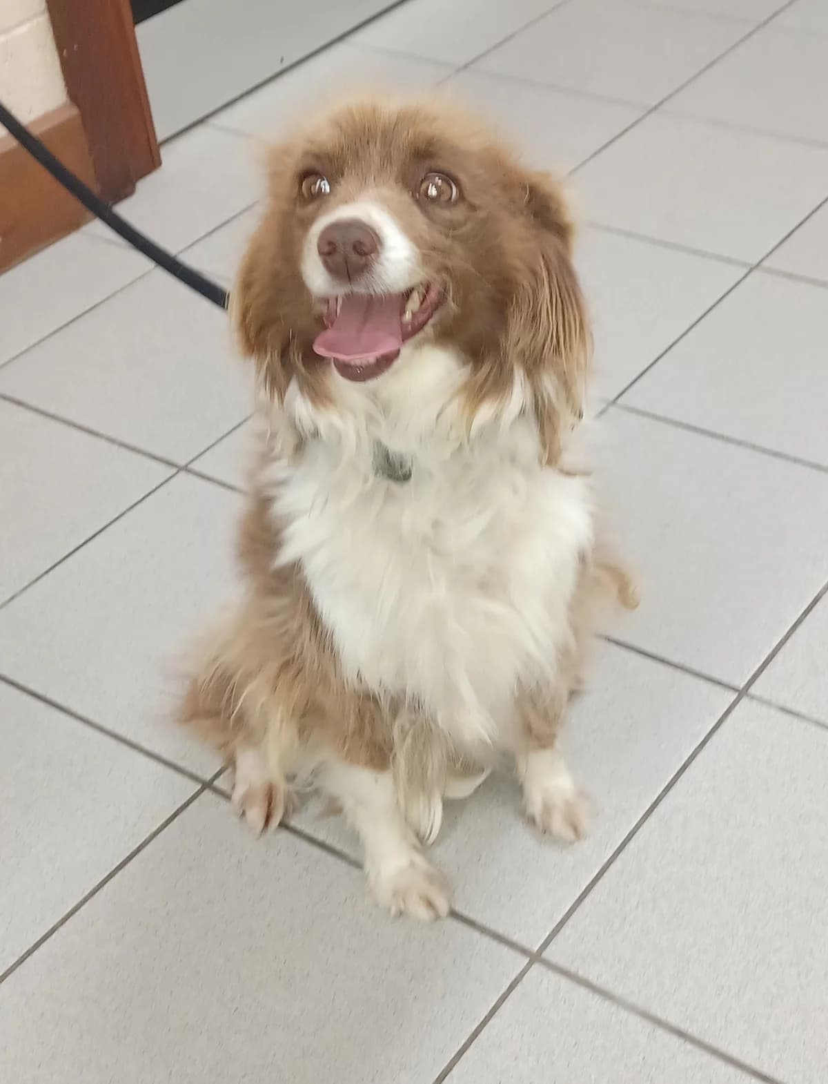 Collie X, puppy Collie for adoption at Louth County Council Dog Pound, Co. Louth