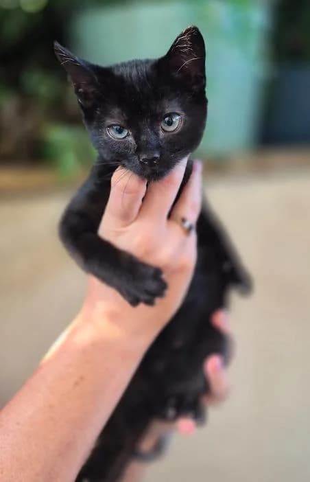 Pepsi, female puppy Mixed Breed for adoption at Mayo SPCA, F35 A008