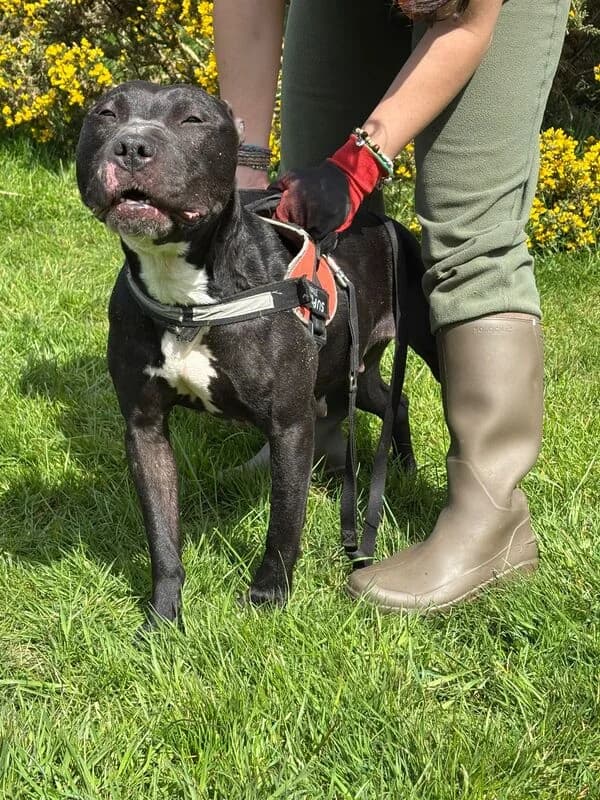 Amber, 5yo Mixed Breed for adoption at My Lovely Horse Rescue