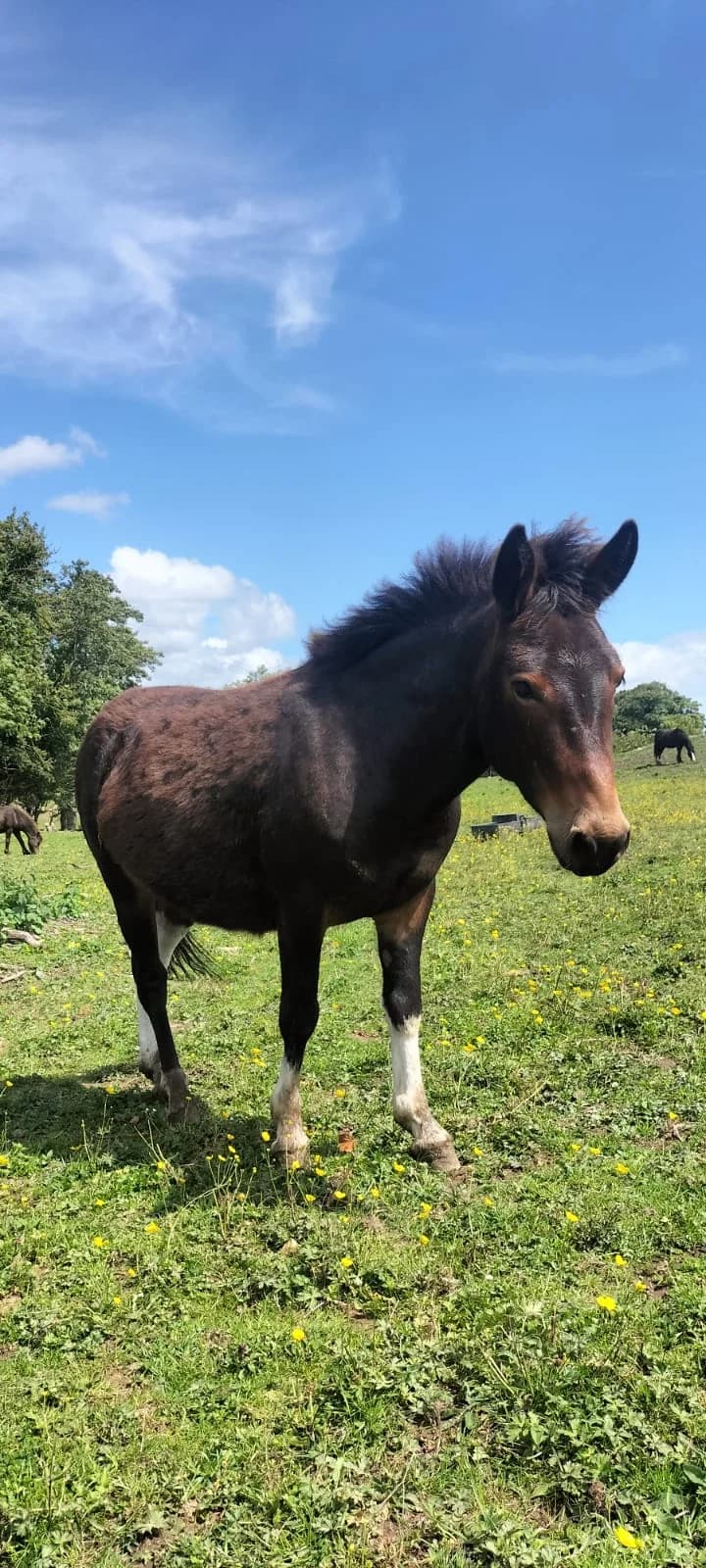Antonio Banderas, male Mixed Breed for adoption at My Lovely Horse Rescue