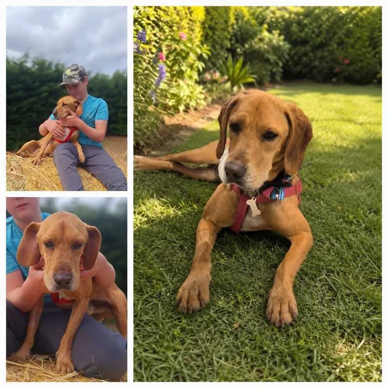 Archie, 4yo Mixed Breed for adoption at My Lovely Horse Rescue