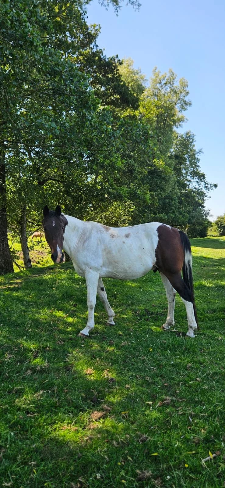 Arthur Guinness, male Mixed Breed for adoption at My Lovely Horse Rescue