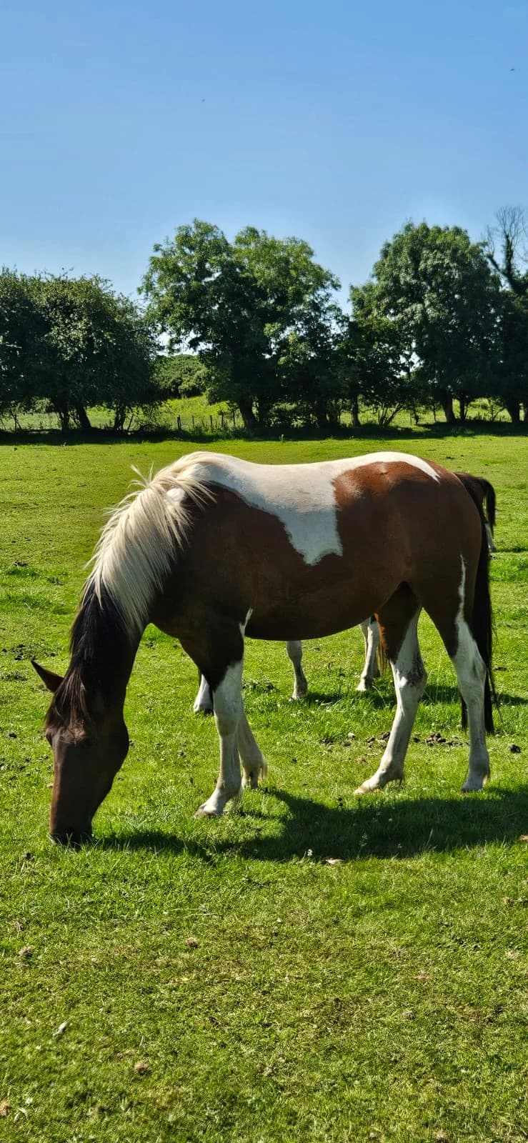 Astrid, female Mixed Breed for adoption at My Lovely Horse Rescue