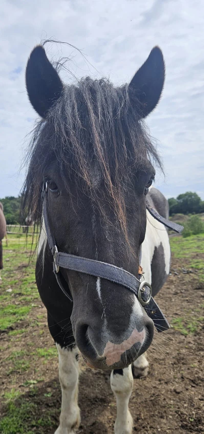 Barney, male Mixed Breed for adoption at My Lovely Horse Rescue