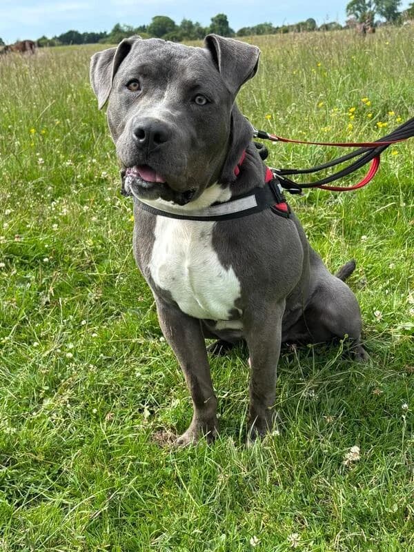 Billy, young Mixed Breed for adoption at My Lovely Horse Rescue