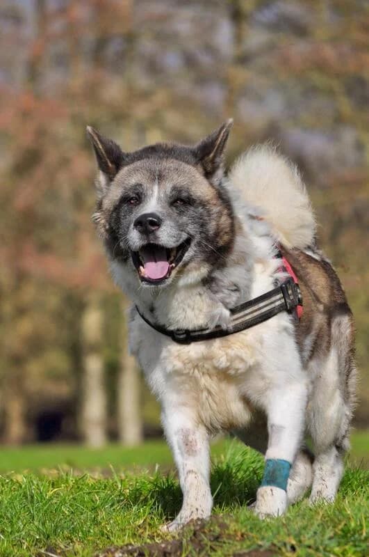 Bradley, senior Mixed Breed for adoption at My Lovely Horse Rescue