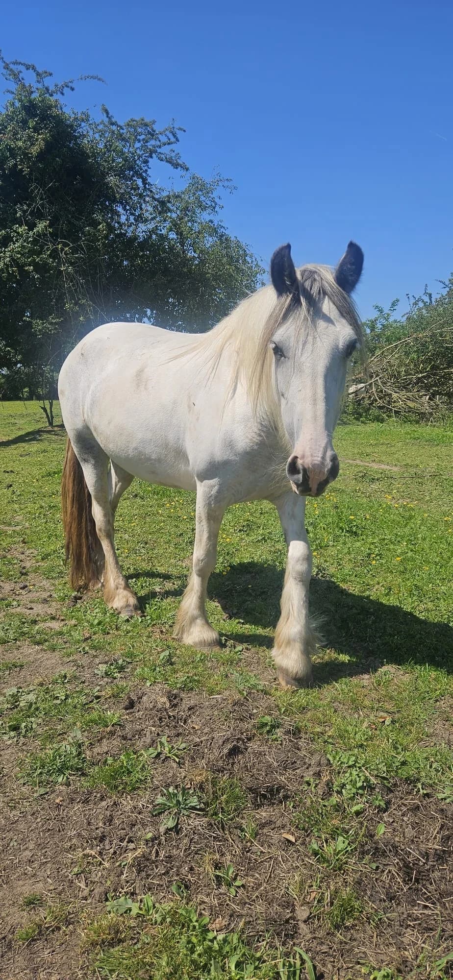 Cali, female Mixed Breed for adoption at My Lovely Horse Rescue