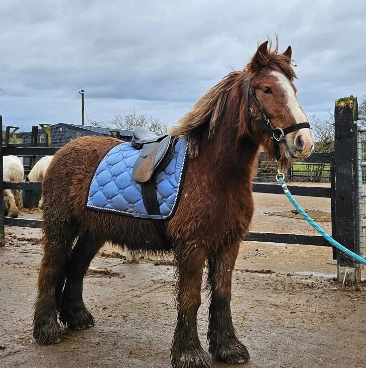 Callum, male Mixed Breed for adoption at My Lovely Horse Rescue