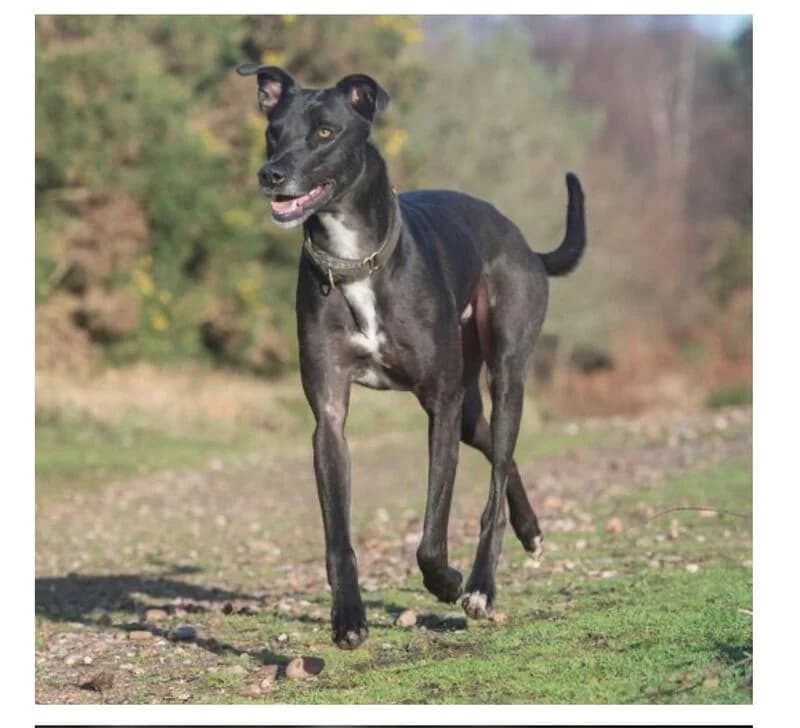 Charles, 3yo Mixed Breed for adoption at My Lovely Horse Rescue