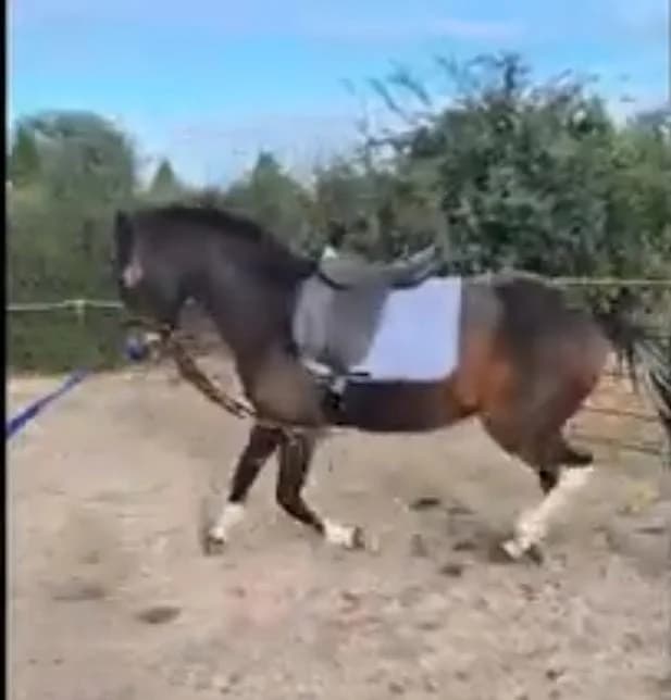 Cordelia, female Mixed Breed for adoption at My Lovely Horse Rescue