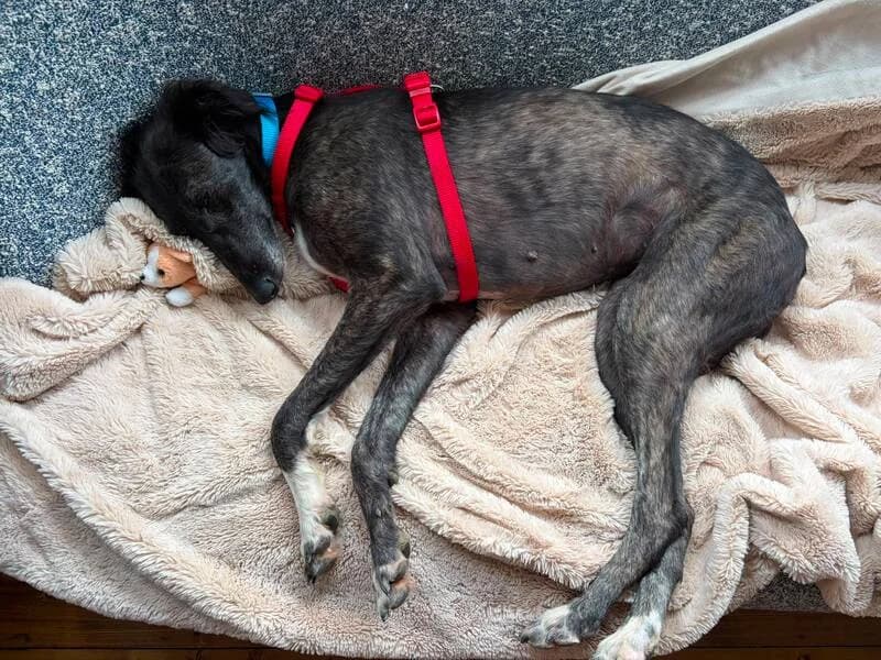 Daisy, 4yo Mixed Breed for adoption at My Lovely Horse Rescue