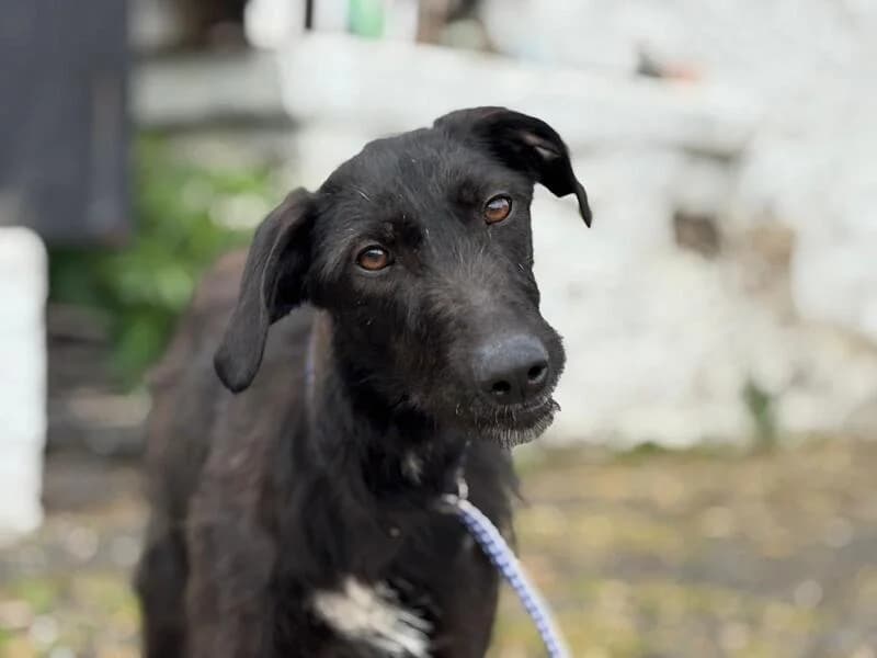 Daphne, 5yo Mixed Breed for adoption at My Lovely Horse Rescue