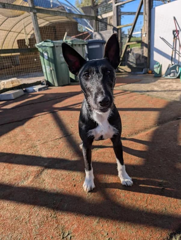 Daz, young Mixed Breed for adoption at My Lovely Horse Rescue