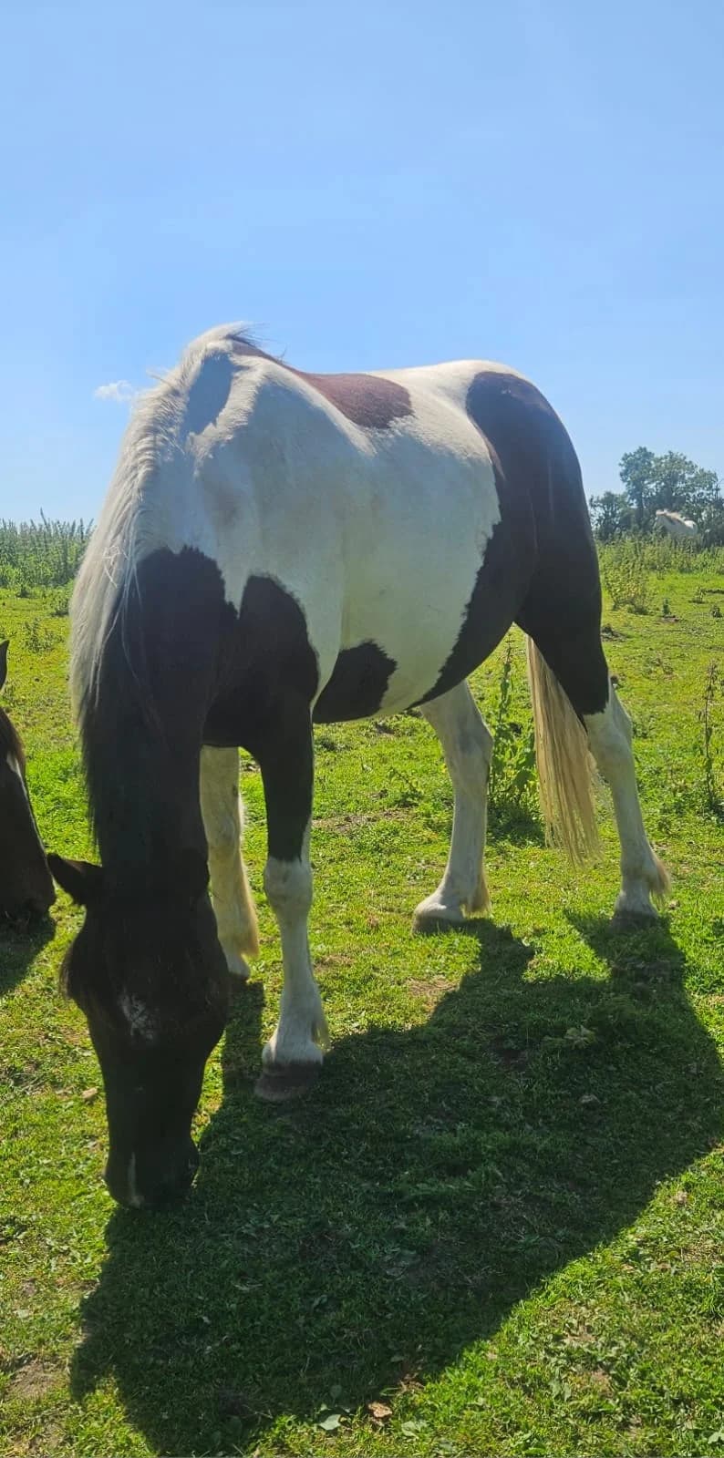Donal, male Mixed Breed for adoption at My Lovely Horse Rescue