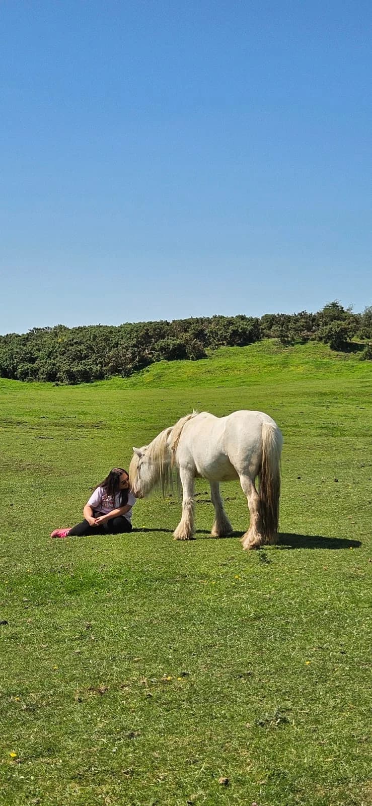 Eden, female Mixed Breed for adoption at My Lovely Horse Rescue
