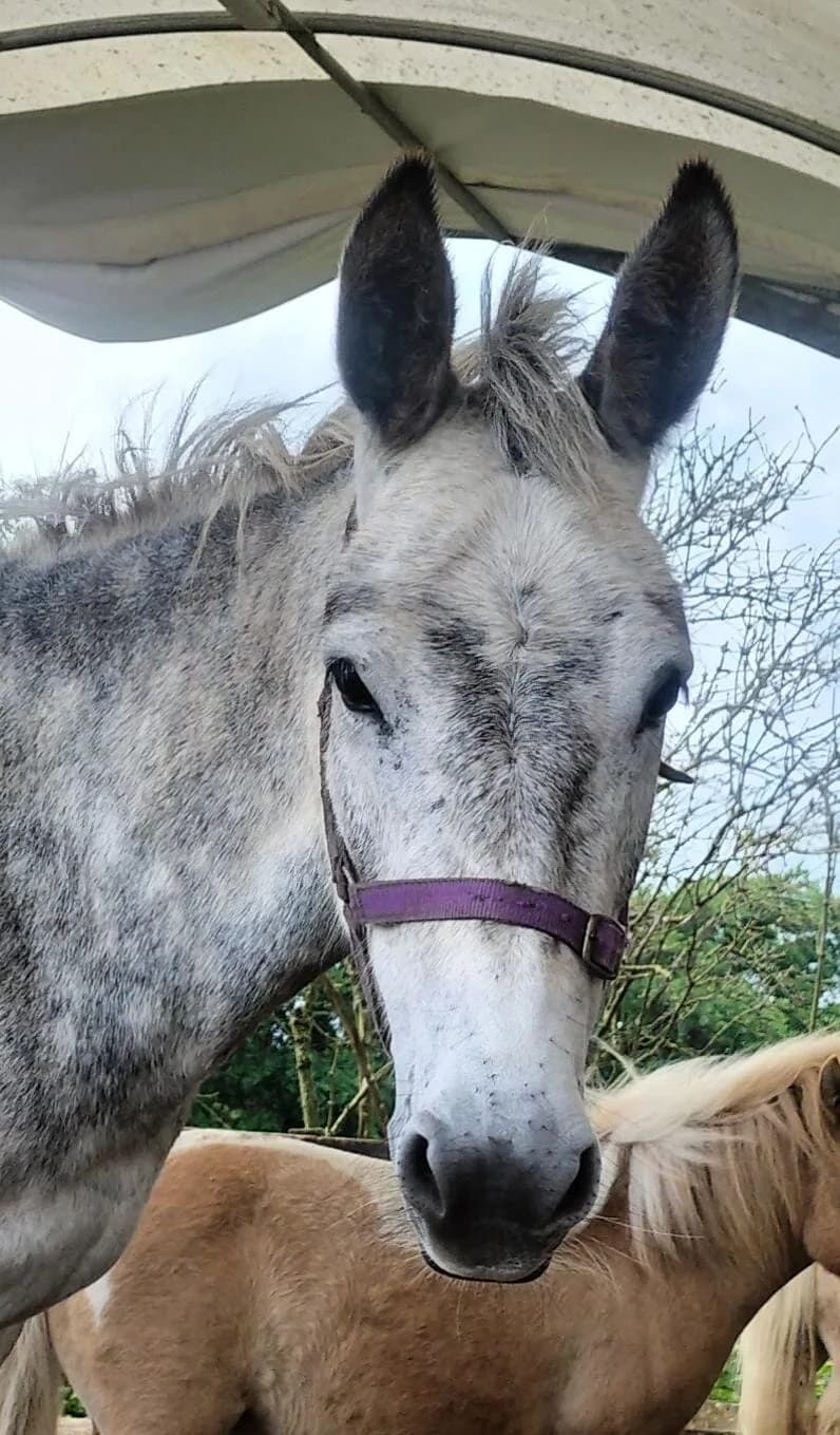Edith, female Mixed Breed for adoption at My Lovely Horse Rescue