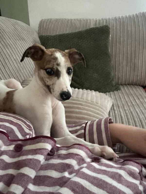 Ella, young Mixed Breed for adoption at My Lovely Horse Rescue