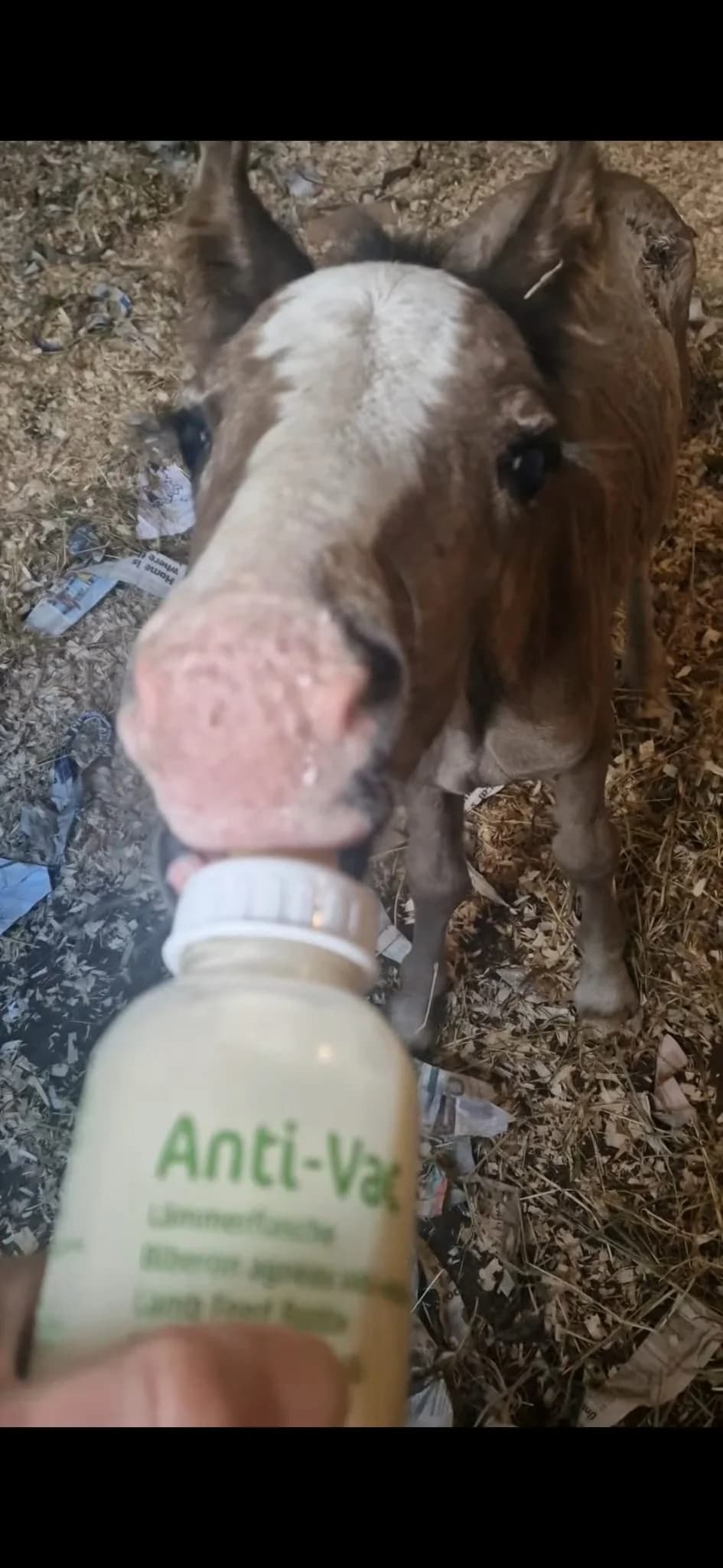 Elvey, male Mixed Breed for adoption at My Lovely Horse Rescue