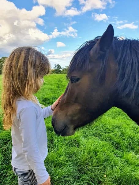 Emily, female Mixed Breed for adoption at My Lovely Horse Rescue