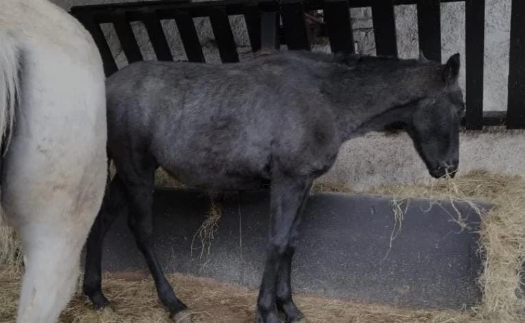Etienne, female Mixed Breed for adoption at My Lovely Horse Rescue