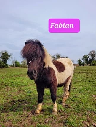 Fabian, male Mixed Breed for adoption at My Lovely Horse Rescue